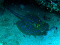 Spotted ray taken at Pulau Perhentian, West Malaysia by Dennis Siau 
